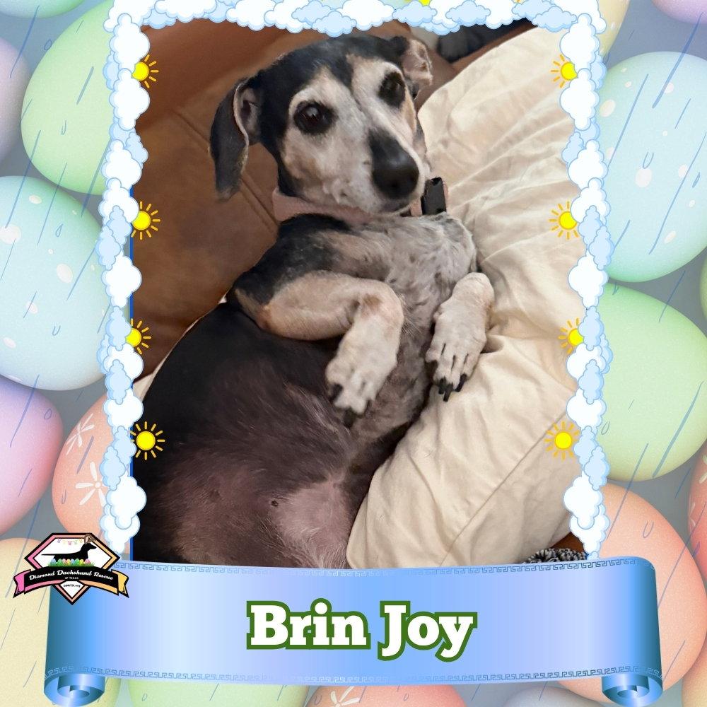 Brin Joy, Adoptable, Adult Female Dachshund.
