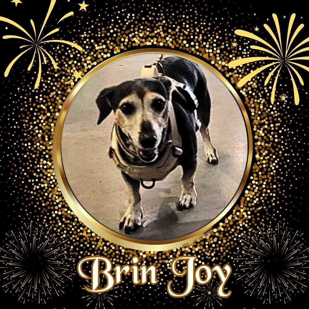 Brin Joy, Adoptable, Adult Female Dachshund.
