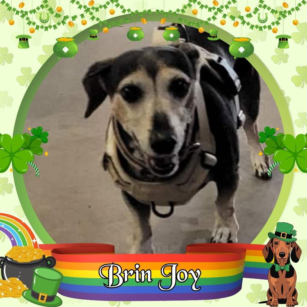Brin Joy, Adoptable, Adult Female Dachshund.