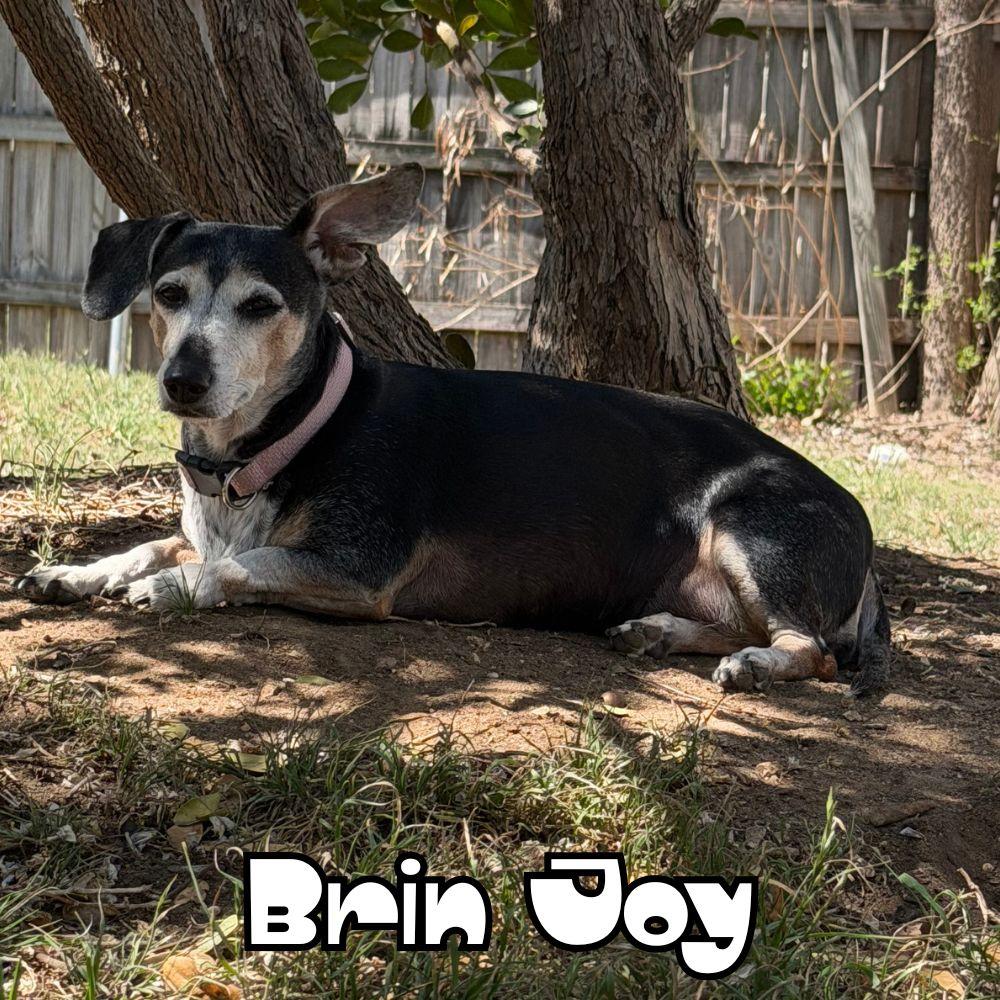 Enlarge Brin Joy, a Adoptable Dachshund in San Antonio, TX image 2/3
