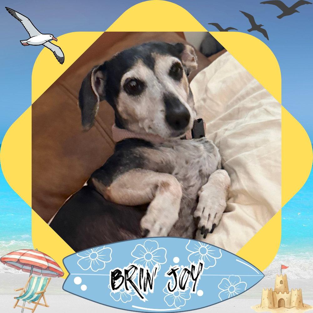 Brin Joy, a Adoptable Dachshund in San Antonio, TX image 2/3