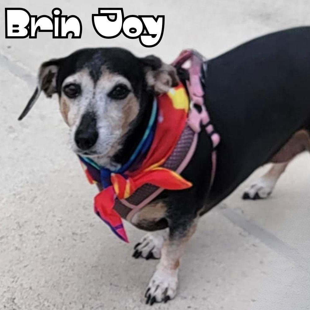 Brin Joy, a Adoptable Dachshund in San Antonio, TX image 1/3