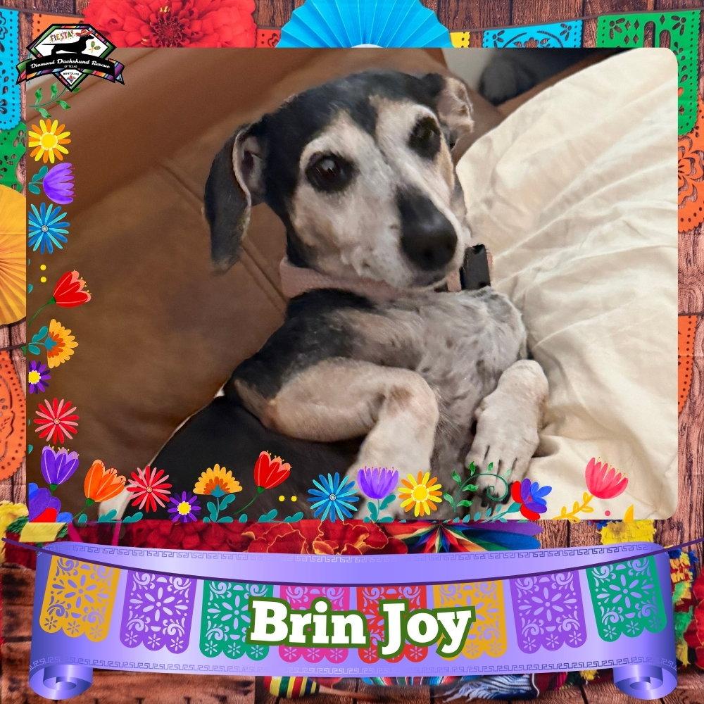 Enlarge Brin Joy, a Adoptable Dachshund in San Antonio, TX image 2/3