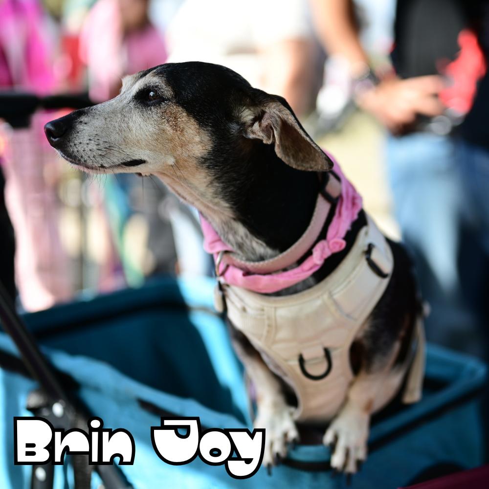 Enlarge Brin Joy, a Adoptable Dachshund in San Antonio, TX image 3/3