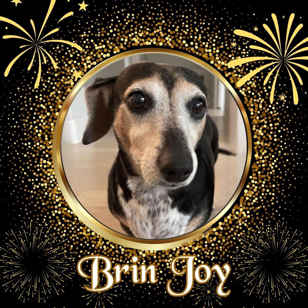 Brin Joy, a Adoptable Dachshund in San Antonio, TX image 2/3