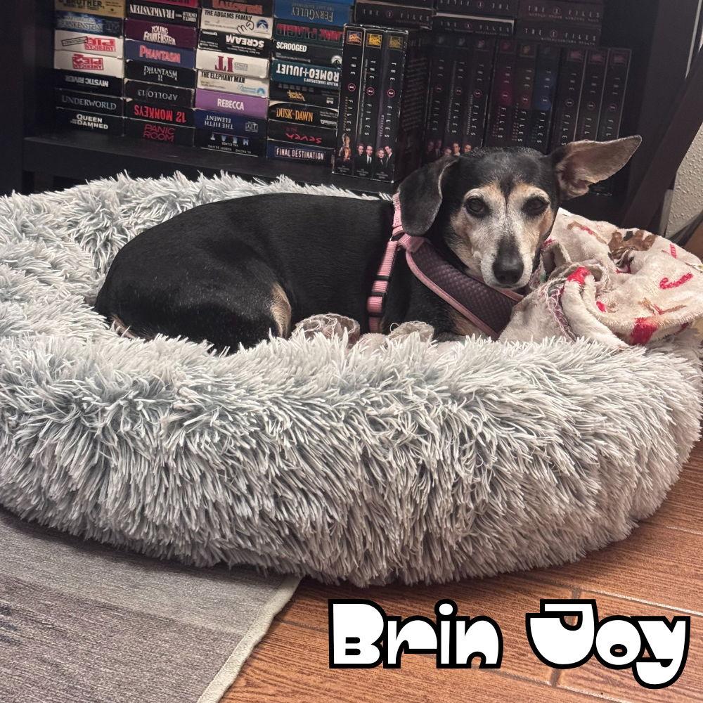 Brin Joy, a Adoptable Dachshund in San Antonio, TX image 3/3