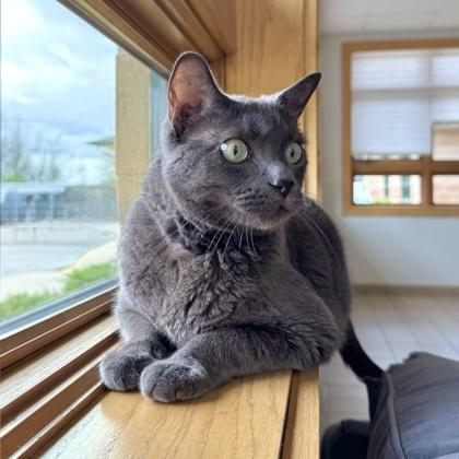 Sgt. Pepper, Adoptable, Adult Male Domestic Short Hair & Domestic Short Hair.