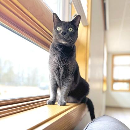 Sgt. Pepper, a Adoptable mixed breed in Traverse City, MI image 2/3