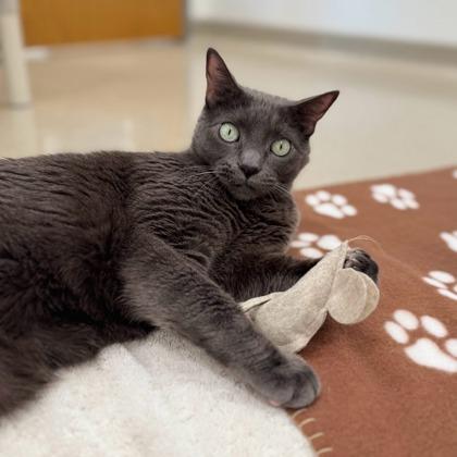 Enlarge Sgt. Pepper, a Adoptable mixed breed in Traverse City, MI image 2/3