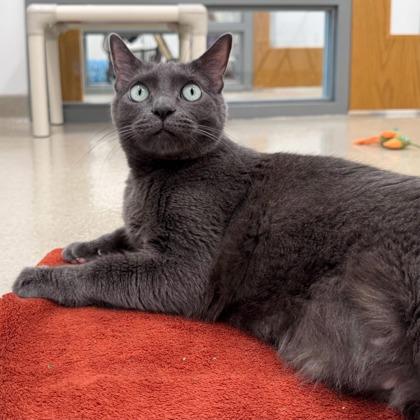Sgt. Pepper, a Adoptable mixed breed in Traverse City, MI image 3/3