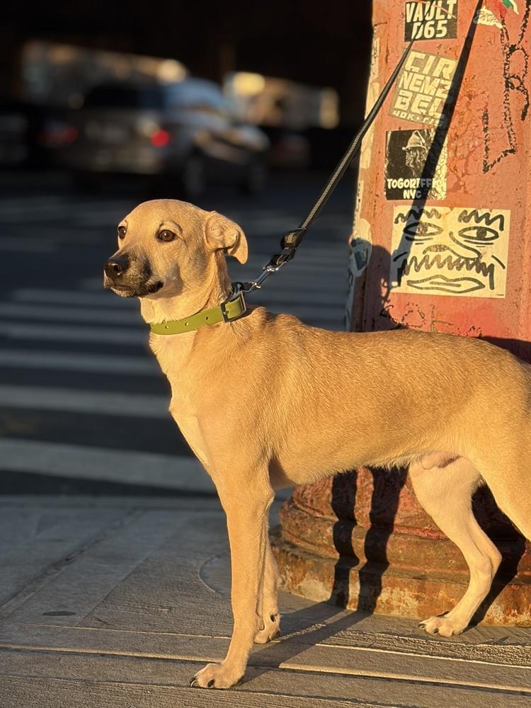 Sam, Adoptable, Puppy Male Retriever.