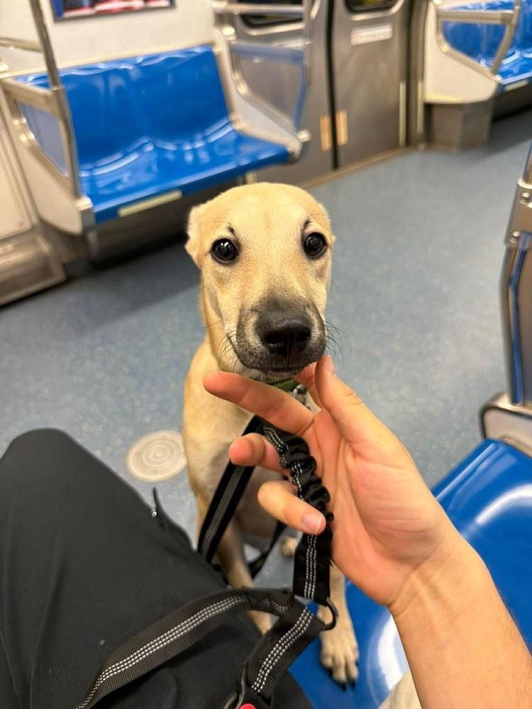 Enlarge Sam, a Adoptable mixed breed in Valley Stream, NY image 2/6