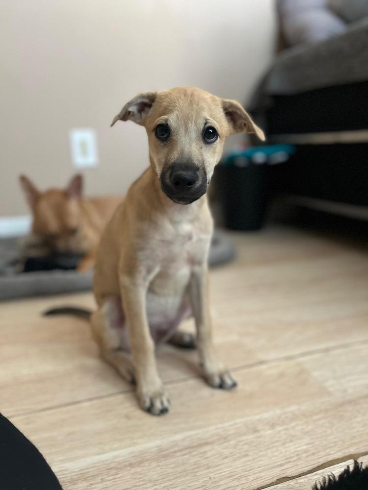 Sam, Adoptable, Puppy Male Retriever.