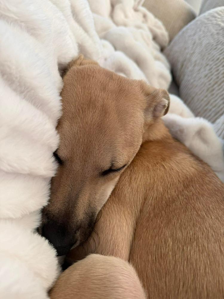 Enlarge Sam, a Adoptable mixed breed in Valley Stream, NY image 3/6