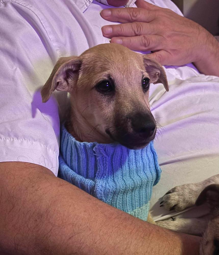 Enlarge Sam, a Adoptable mixed breed in Valley Stream, NY image 2/5