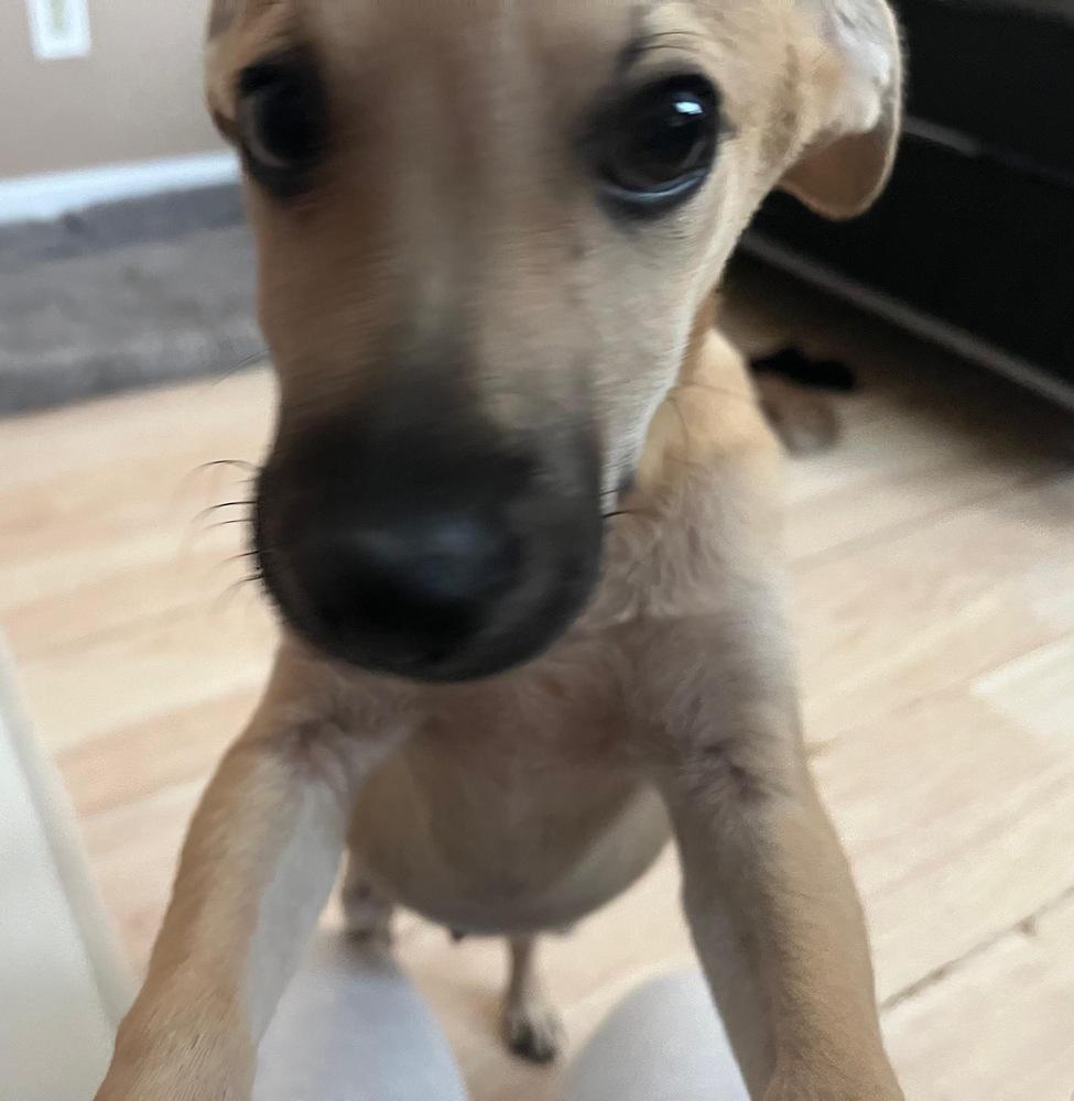 Enlarge Sam, a Adoptable mixed breed in Valley Stream, NY image 3/5