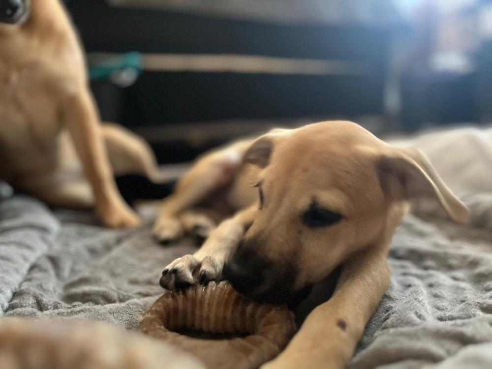 Enlarge Sam, a Adoptable mixed breed in Valley Stream, NY image 5/5