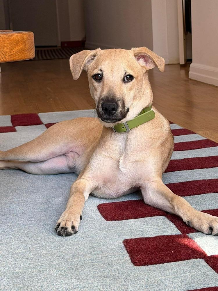 Enlarge Sam, a Adoptable mixed breed in Valley Stream, NY image 4/6