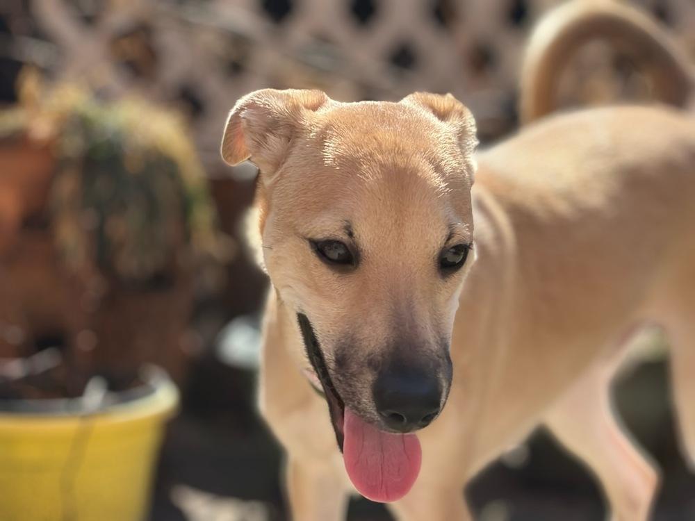 Enlarge Sam, a Adoptable mixed breed in Valley Stream, NY image 5/6