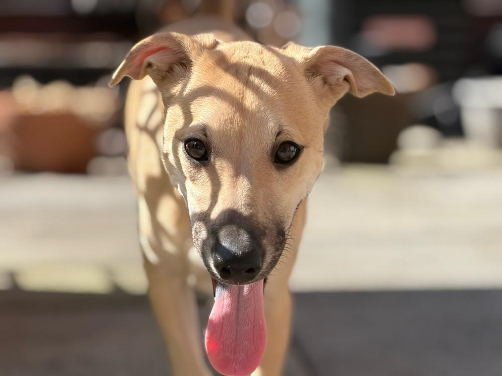 Enlarge Sam, a Adoptable mixed breed in Valley Stream, NY image 6/6