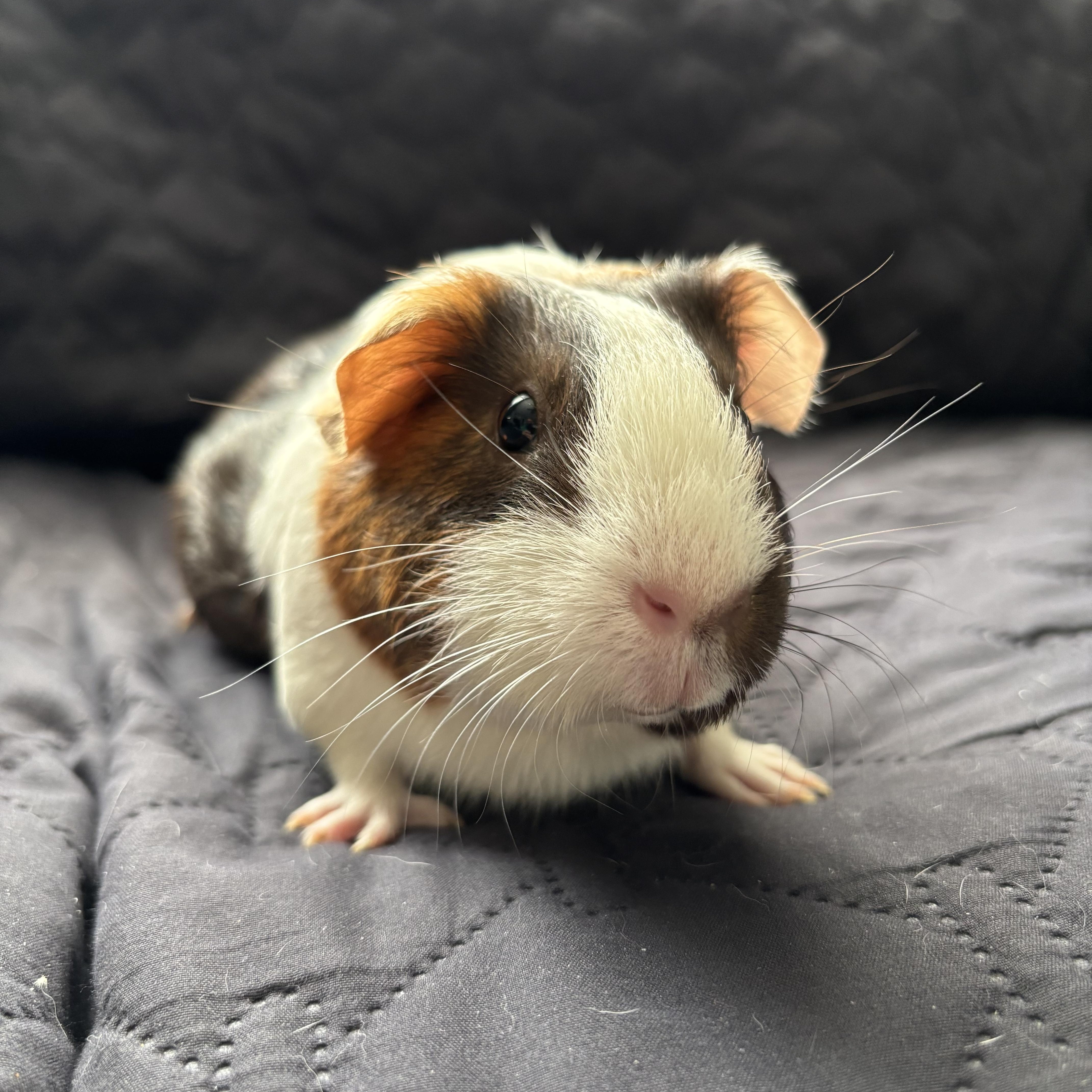Willow