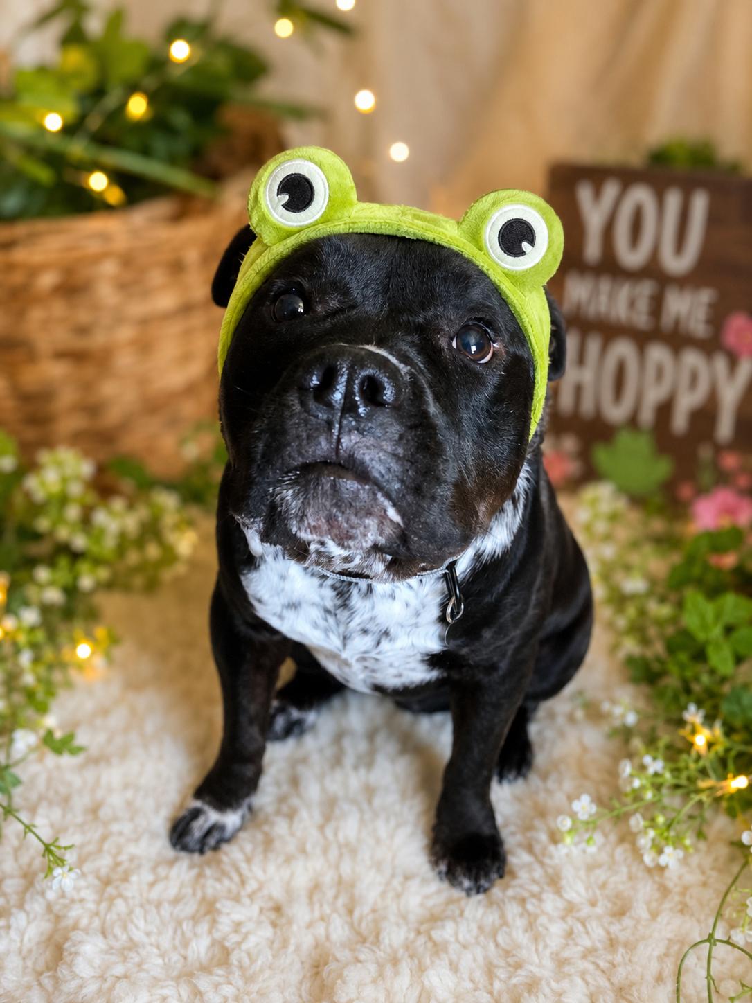 Delilah, an adopted mixed breed in Murrieta, CA image 2/6