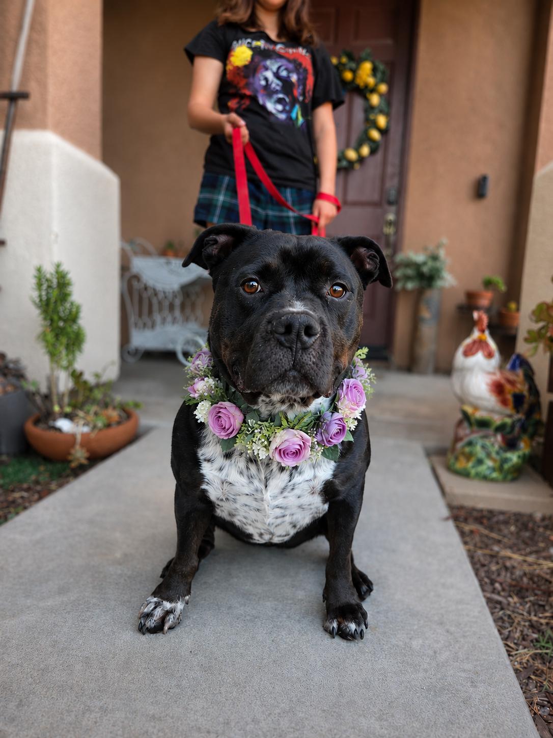 Delilah, an adopted mixed breed in Murrieta, CA image 5/6