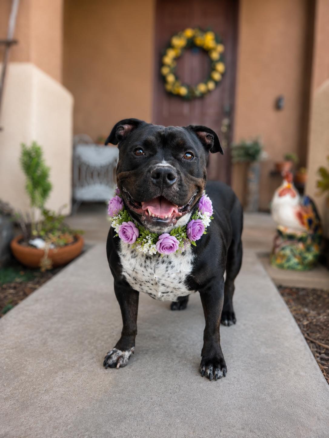 Delilah, an adopted mixed breed in Murrieta, CA image 1/6