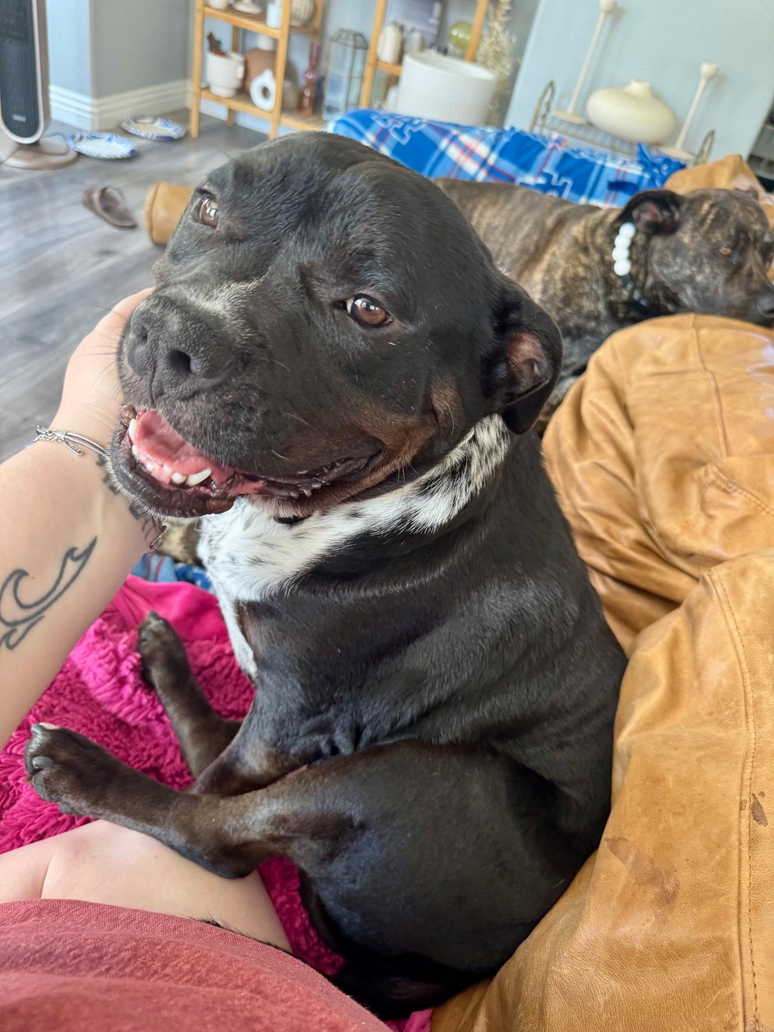 Delilah, an adopted mixed breed in Murrieta, CA image 4/6