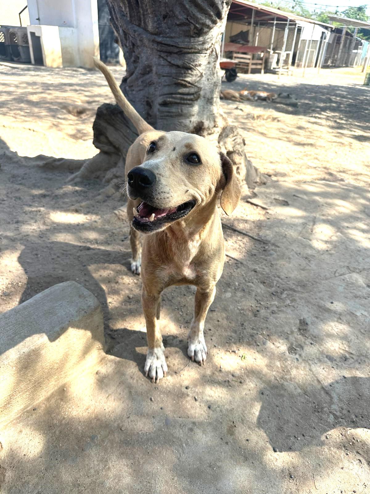 Enlarge Mayli, a Adoptable mixed breed in Los Angeles, CA image 6/6