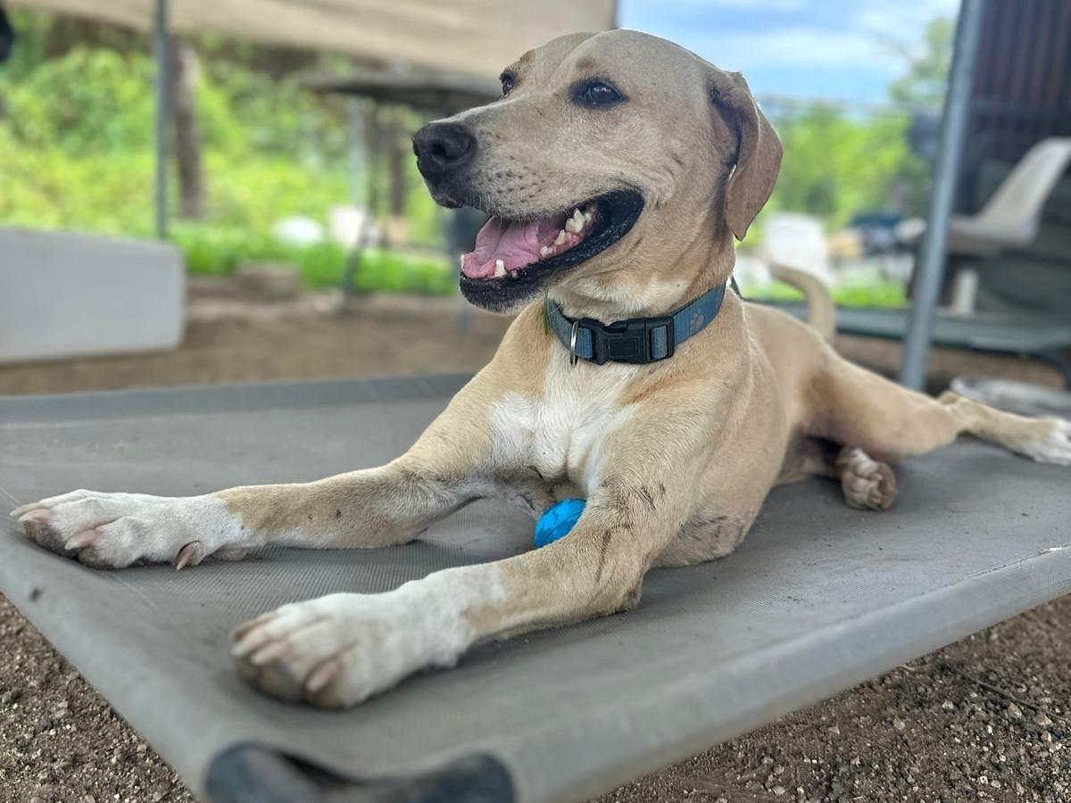 Enlarge Mayli, a Adoptable mixed breed in Los Angeles, CA image 5/6