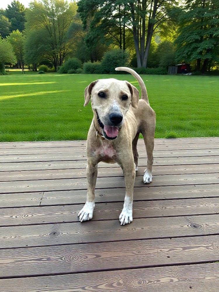 Mayli, Adoptable, Adult Female Mixed Breed & Labrador Retriever.