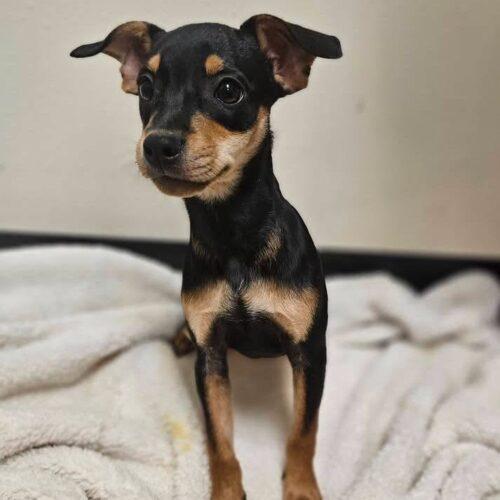 Judie, Adoptable, Puppy Female Miniature Pinscher.