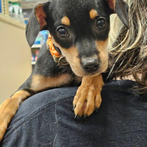 Enlarge Judie, a Adoptable Miniature Pinscher in Broken Arrow, OK image 2/5