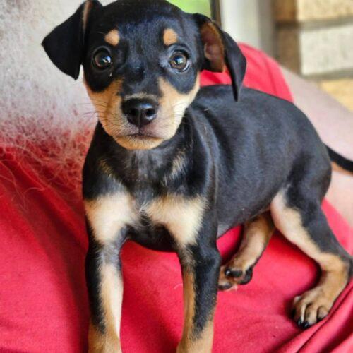 Enlarge Judie, a Adoptable Miniature Pinscher in Broken Arrow, OK image 3/5