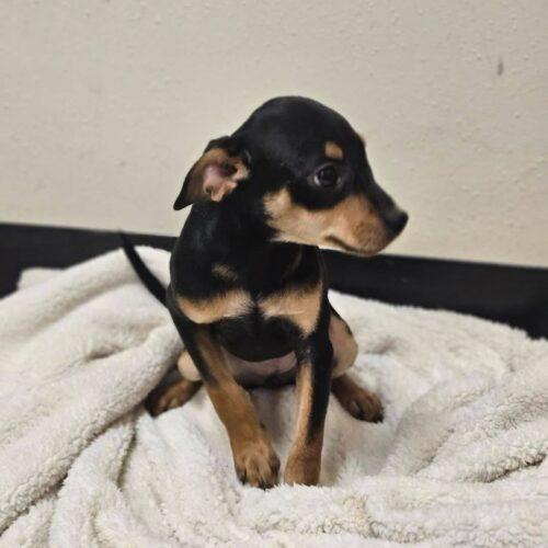 Enlarge Judie, a Adoptable Miniature Pinscher in Broken Arrow, OK image 4/5