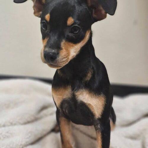 Enlarge Judie, a Adoptable Miniature Pinscher in Broken Arrow, OK image 5/5