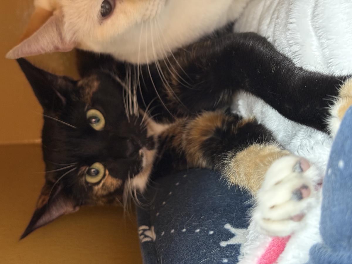 Tori Dutton, Adoptable, Young Female Domestic Short Hair & Tortoiseshell.