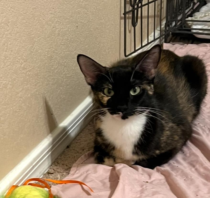 Enlarge Tori Dutton, a Adoptable mixed breed in Chandler, AZ image 2/3