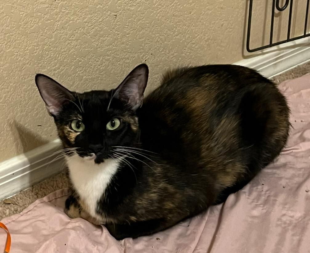 Enlarge Tori Dutton, a Adoptable mixed breed in Chandler, AZ image 3/3