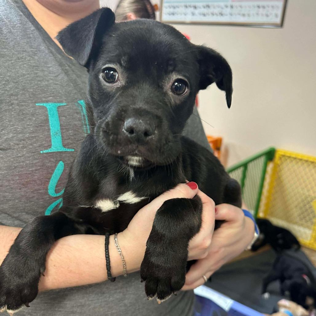 Enlarge Preston, a Adoptable mixed breed in Griswold, CT image 1/3