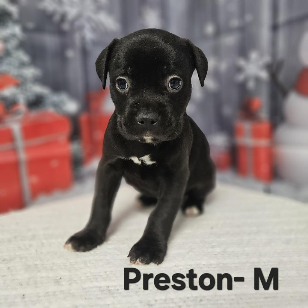 Enlarge Preston, a Adoptable mixed breed in Griswold, CT image 2/3