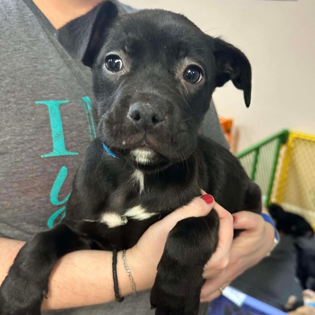 Enlarge Preston, a Adoptable mixed breed in Griswold, CT image 3/3