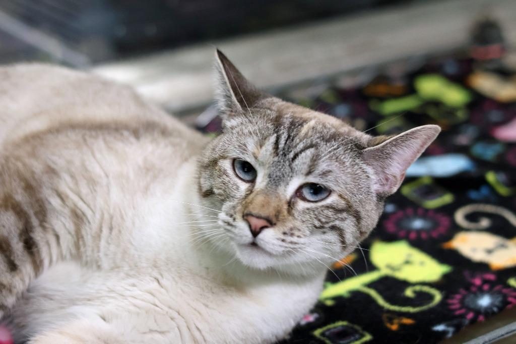 Madge, Adoptable, Young Female Siamese.