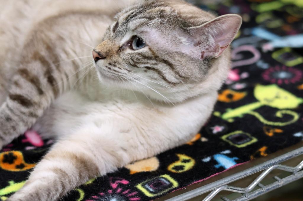 Enlarge Madge, a Adoptable Siamese in Hot Springs, AR image 2/4