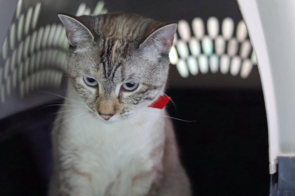 Enlarge Madge, a Adoptable Siamese in Hot Springs, AR image 3/4