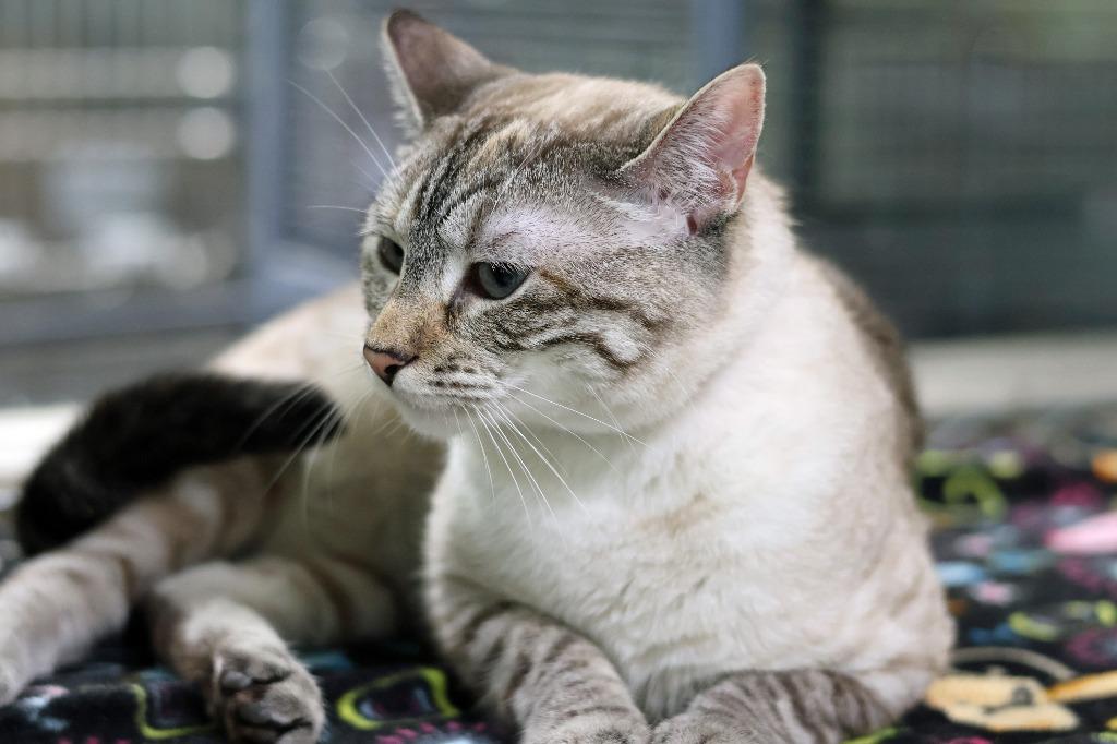 Enlarge Madge, a Adoptable Siamese in Hot Springs, AR image 4/4