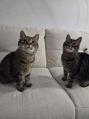 Léa, Adoptable, Adult Female Domestic Short Hair & Domestic Short Hair.
