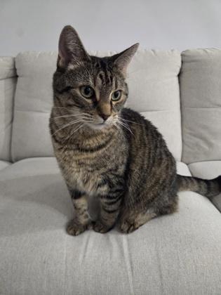 Léa, a Adoptable mixed breed in Montreal, QC image 2/3