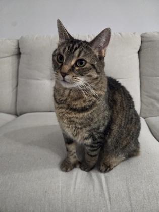 Léa, a Adoptable mixed breed in Montreal, QC image 3/3